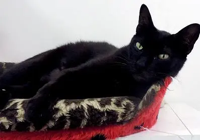 Cravo é um gatinho que aguarda adoção na ONG Mundo Gato. Descrição: Gato preto de pelo liso e olhos amarelos deitado em uma caminha de pelúcia. Foto: Divulgação