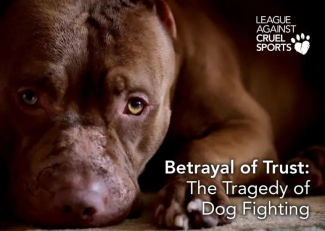 Foto: League Against Cruel Sports