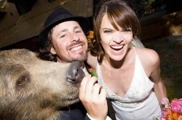 Urso-casamento