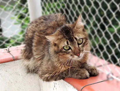 Walter White é um dos gatinhos que a ONG Mundo Gato tem para adoção. Descrição: Belo gato rajado, bem peludo e de olhos verdes deitado num parapeito. Foto: Divulgação