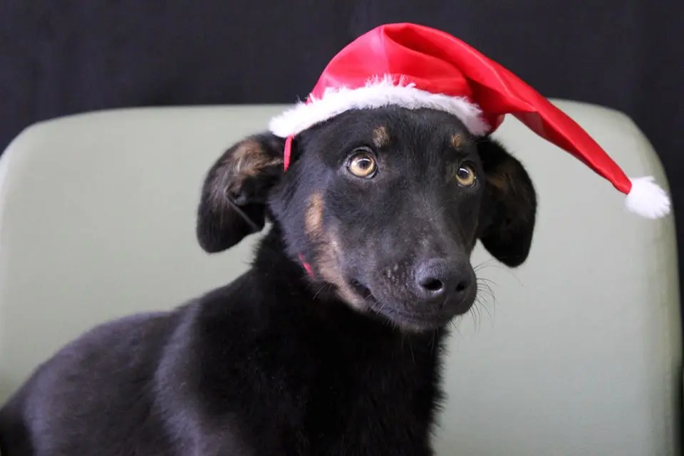 Cão da ONG Ajuda Animal aguarda adoção. Descrição para deficientes visuais: Cachorro preto de pelo liso e olhos amarelos, rosto bem meigo e gorrinho vermelho de Papai Noel. Foto: Divulgação