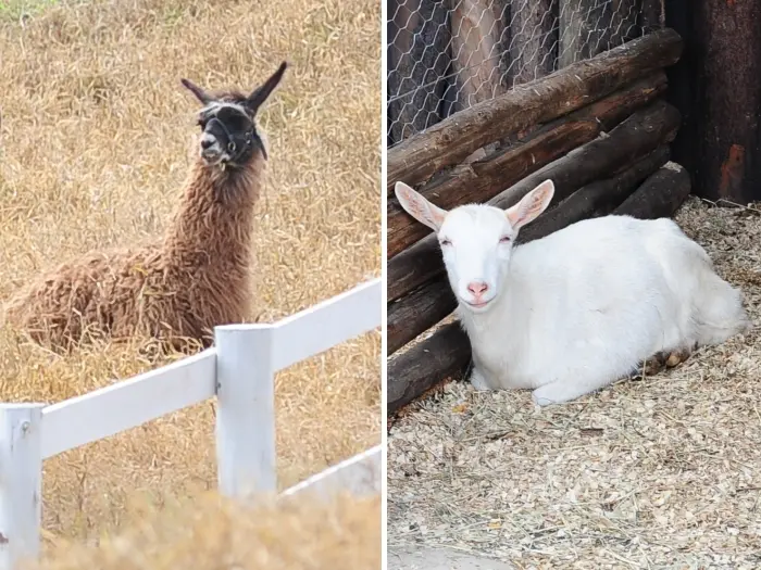 Alguns dos animais explorados em "A Fazenda". Foto: R7