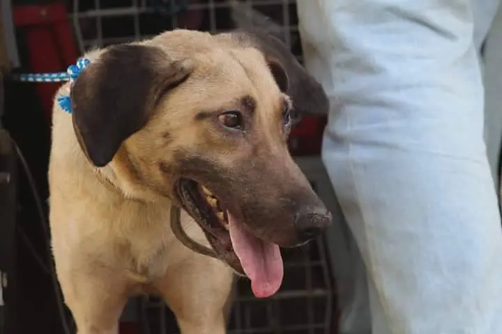Alôncio é muito dócil, mas está muito traumatizado e se assusta fácil. Descrição: Cão marrom claro de aparência jovem, de pé, mostra irritação nos olhos. Foto: Andressa Antunes