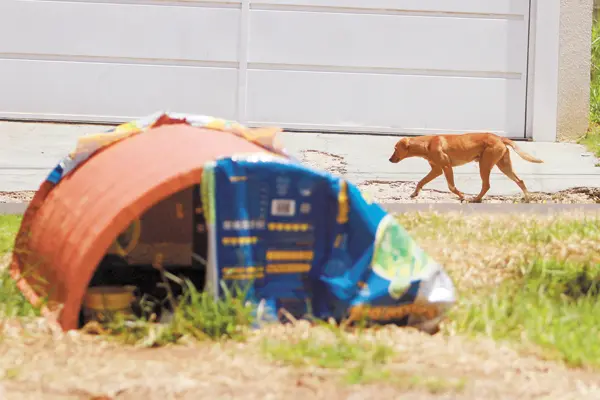 Cachorro anda por rua do Residencial Palermo, próximo a abrigo improvisado pelos moradores para abrigar os animais abandonados