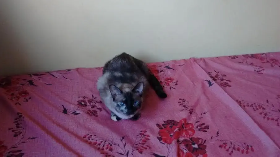 Gata Juju é uma fêmea, tem 02 anos e já está castrada.
