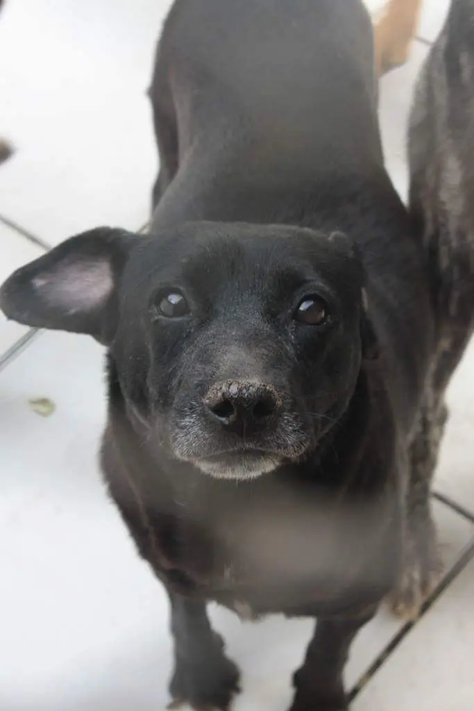 Mesmo sujeitos à adoção, a universidade não liberou os animais. Descrição: Foto de cachorro todo preto encarando a câmara com olhar manso. Foto: Divulgação