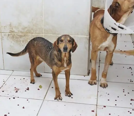 Os cães são induzidos a doenças e sofrem cirurgias. Descrição: Imagem de dois cães que estão servindo de cobaia. Um deles está com o pelo raspado nas patas dianteiras e usa protetor no pescoço para não coçar o local dos experimentos. Foto: Divulgação