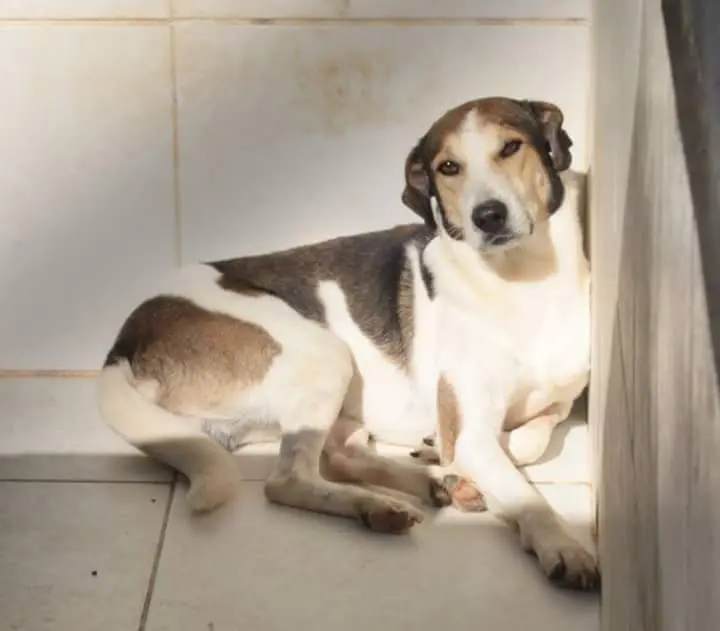 Ao final da pesquisa os sofridos cães serem mortos. Descrição: Foto mostra cachorro de porte grande, branco e marrom, deitado na baia e um olhar que parece perguntar "Por que eu?". Foto: Divulgação