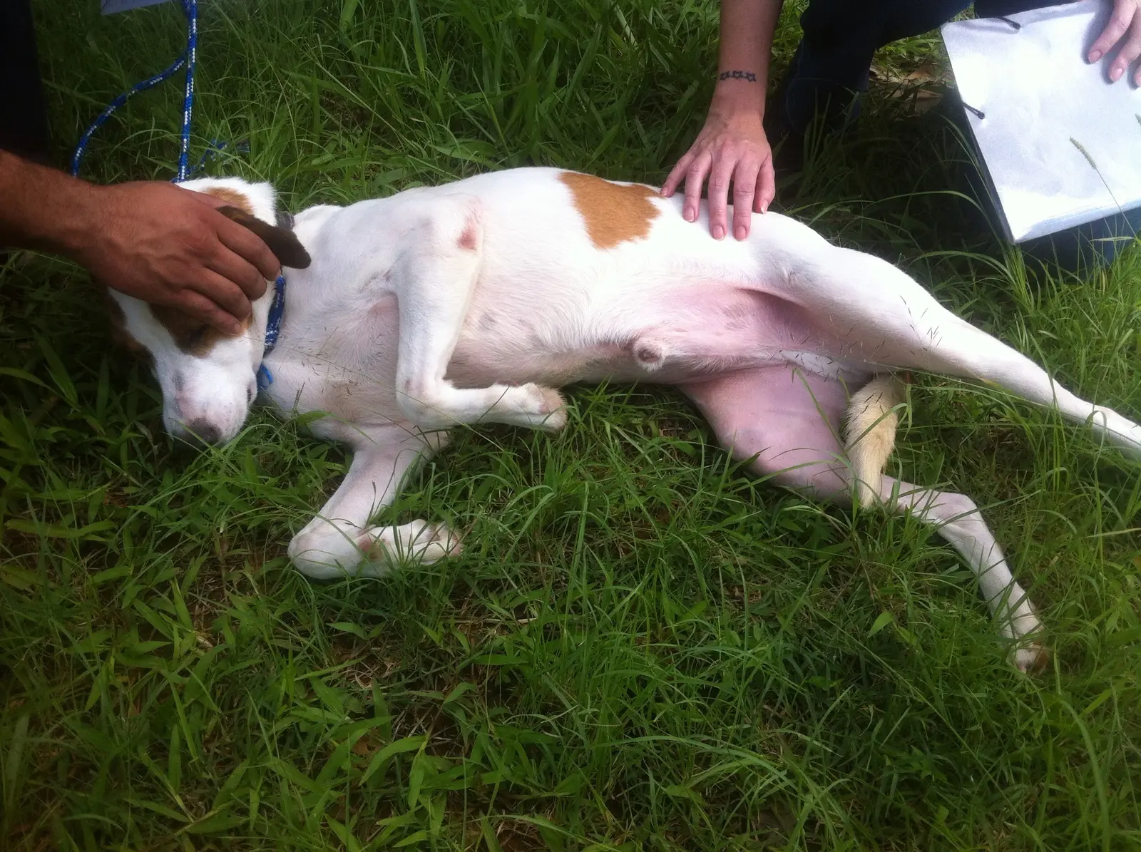 Cão recebe carinho e curte a grama ao sair a UFV. Descrição: Cão branco e marrom deitado confortavelmente num gramado recebe afago de duas pessoas. Foto: Cão Sem Dono