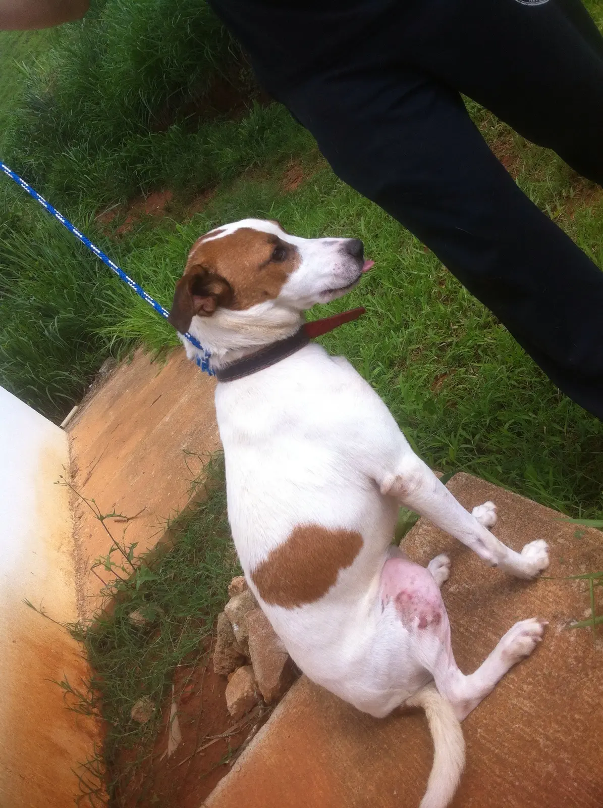 Todos os 16 cães resgatados revelam sequelas dos experimentos, especialmente nas patas onde foram feitas cirurgias. Descrição: Cão branco com mancha marrom clara na cabeça e dorso, sentado fora da UFV, deixa evidente incisões feitas em sua pata traseira. Foto: Cão Sem Dono