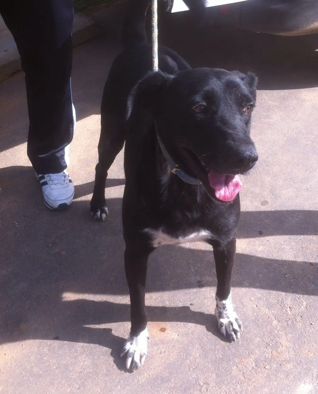 Ao deixar a UFV cão demonstra tranquilidade. É como se soubesse que estava sendo salvo. Descrição: Cão preto com patinhas brancas, de médio porte, de pé, deixando a UFV com um dos protetores. Foto: Cão Sem Dono