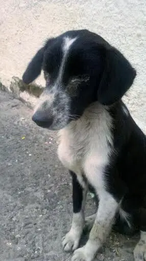 cachorrinho doente e abandonado (Divulgação)