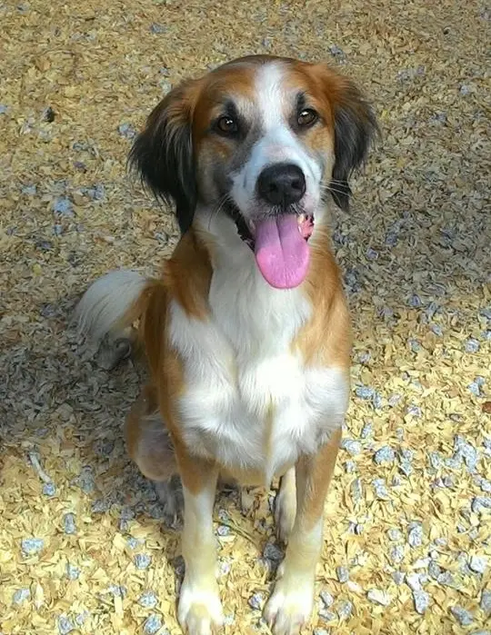 Cão em baia do galpão de Mariana. Descrição: Cachorro jovem e de olhar alegre. É marrom e branco, bem peludo e está sentado. Foto: AOPA
