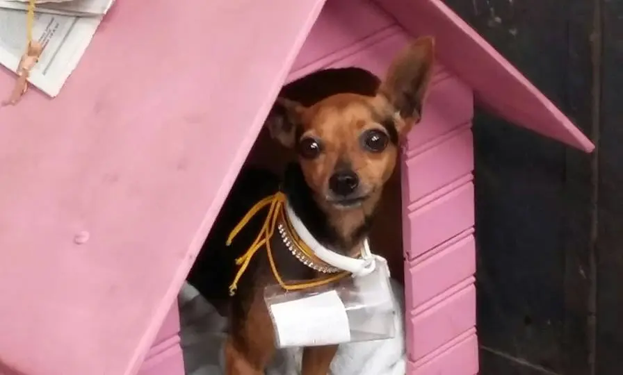 Em uma casinha doada, cachorrinha aguarda ansiosa pelos tutores. Descrição: Cachorrinha marrom, de porte pequeno e pelo liso, olhar triste, está dentro de uma casinha toda cor de rosa. Ela tem um colar de pérolas. Foto: Edgar Oliveira/Júlia Braga