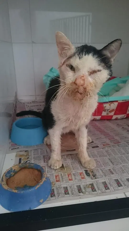 Julio ainda se suja todo para comer, mas pelo menos já come papinha. Seu caso é um milagre. Descrição: Gato adulto preto e branco com rosto sujo de papinha. Ele tem um olho fechado, está magro e abatido. Na frente dele tem uma vasilha com a papinha e atrás uma caminha. Foto: Arquivo pessoal