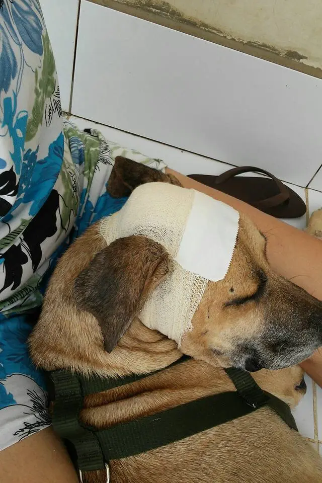 Lázaro teve traumatismo craniano, mas passa bem e tem se recuperado aos poucos. Descrição: Cachorro adulto marrom claro de pelo liso, com orelhas e focinho mais escuros aparece usando uma faixa medicinal ao redor da cabeça. Ele descansa no colo de uma mulher. Foto: Arquivo pessoal