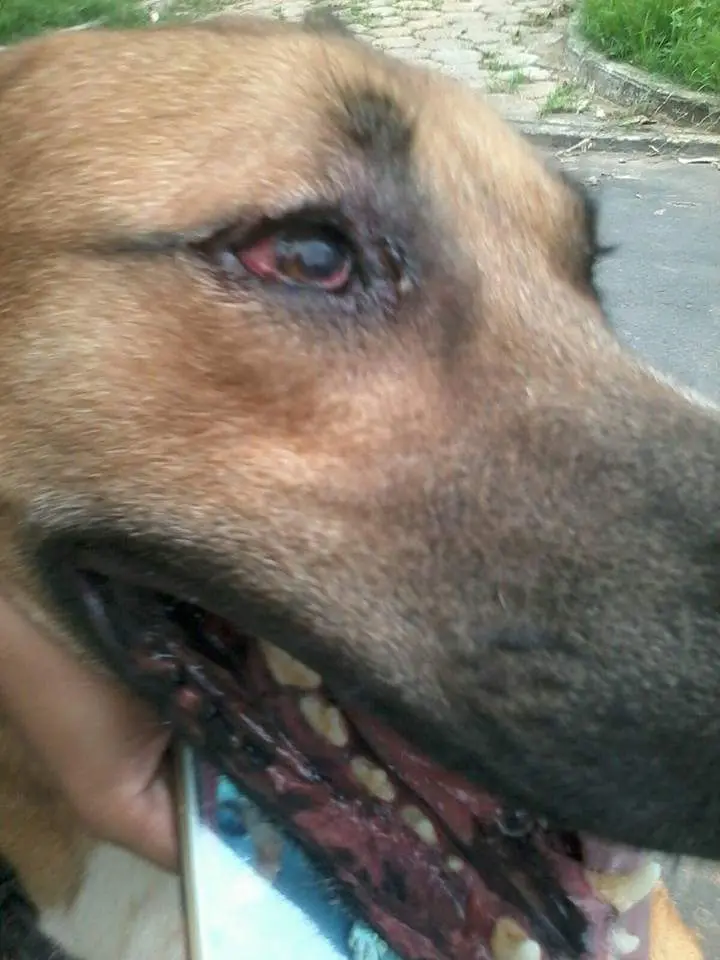 Leônidas ficou com lesões dos olhos, além das incisões em uma das patas, o que sugere que pode ter sido submetido a mais de uma experimento ao mesmo tempo. Descrição: Close de cão marrom com olho bastante vermelho. Foto: Gabriela Vasconcelos