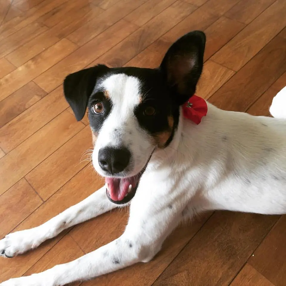 Pandora, com uma orelha em pé e outra deitada, conquistou um casal de médicos. Descrição para deficientes visuais: Cachorrinha da foto anterior, branca e preta, deitada num piso de madeira. Ela usa uma fita vermelha no pescoço e parece feliz. Foto: Arquivo pessoal