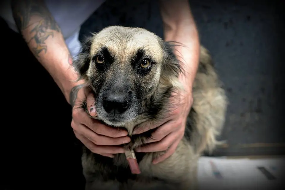Imagem que consta do álbum com cães perdidos da AOPA. Descrição: Belo cachorro marrom claro e mancha escura no focinho e ao redor dos olhos. Tem olhos amendoados e um olhar terno. Foto: Edgar Oliveira/Júlia Braga