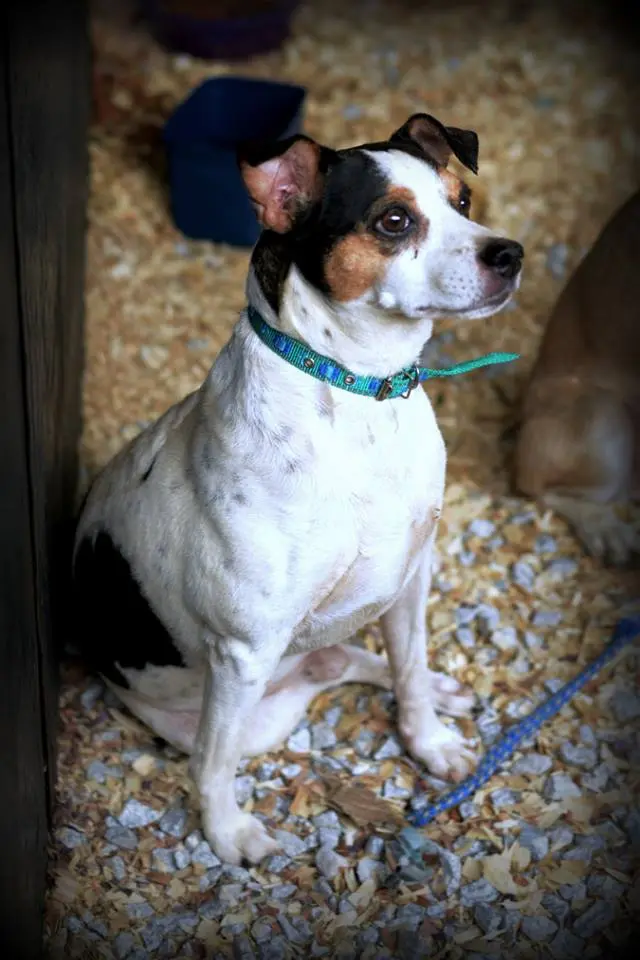 Cachorro divide a baia com outros animais enquanto espera pelo milagre de reaver seus tutores. Descrição: Cão branco com manchas pretas e marrons no rosto e dorso.  Está bem gordinho e usa uma coleira azul. Foto: Edgar Oliveira/Júlia Braga