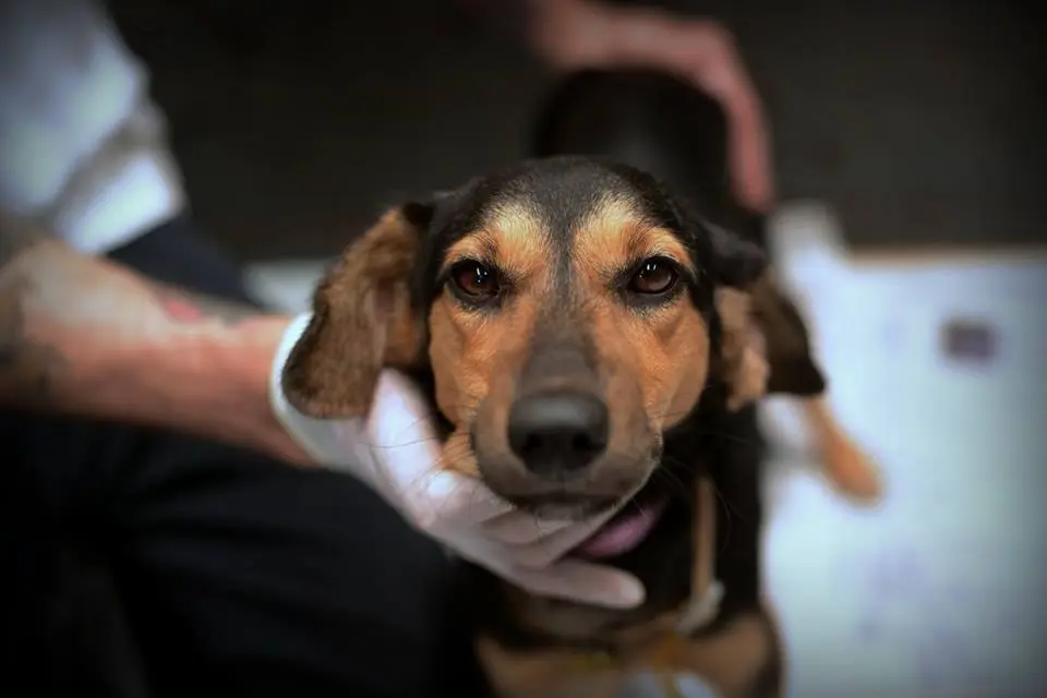 Outro cão que aguarda no galpão de Mariana. Descrição: Cachorro marrom escuro e preto, pelo liso e olhar fixo na câmera. Foto: Edgar Oliveira/Júlia Braga