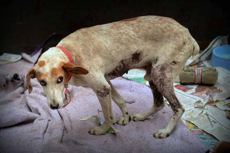 Um dos cães resgatados da tragédia ferido e muito assustado. Ninguém foi buscá-lo no galpão de Mariana ainda. Descrição: Cão branco com manchas marrom no rosto está de pé, bem sujo e com machucados diversos na pata traseira. Seu olhar é de pânico e o rabo está entre as pernas. Foto: Edgar Oliveira/Julia Braga
