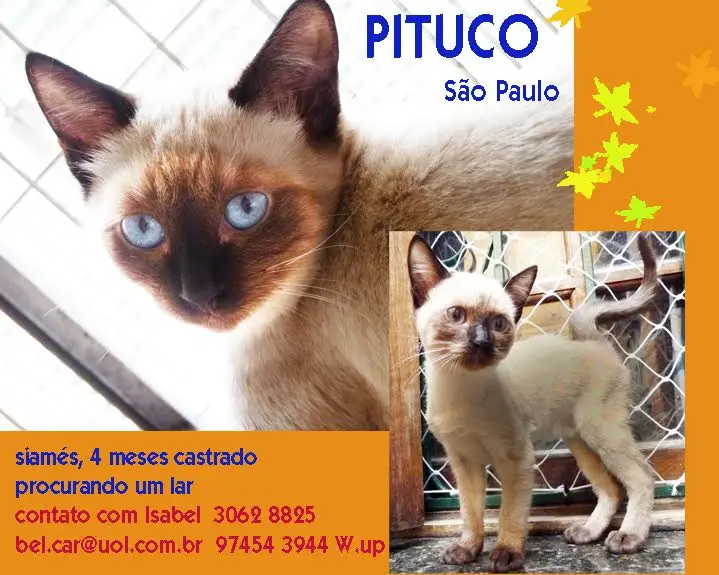 pituco