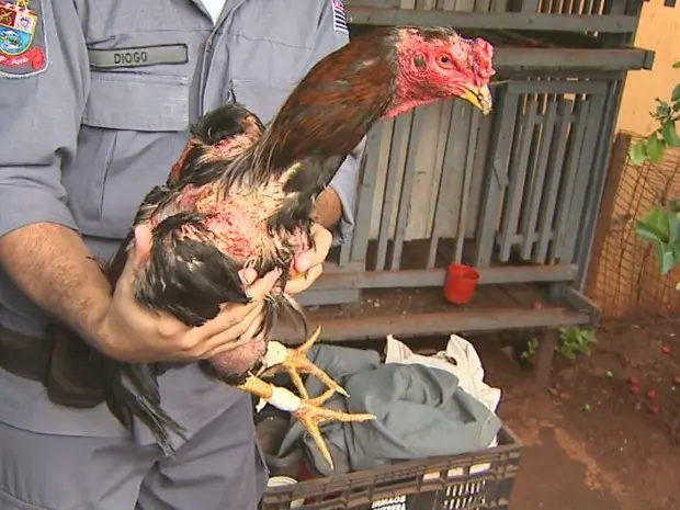 Galo com ferimentos é retirado de cativeiro após rinha em Sertãozinho, SP (Foto: Paulo Souza/EPTV)