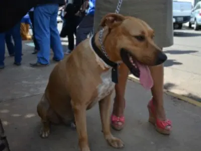 Cãozinho Scooby virou símbolo da luta contra leishmaniose