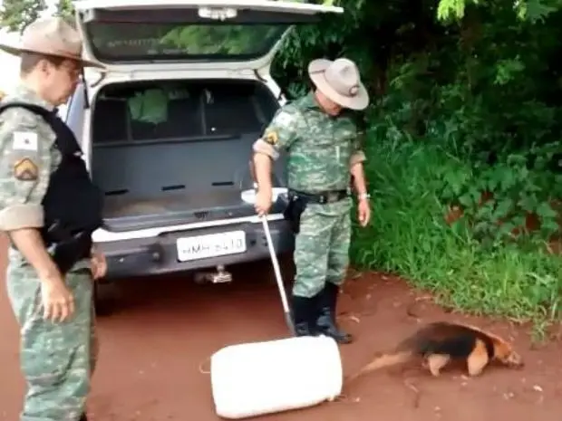 Animal não apresentava ferimentos e foi solto em reserva florestal de Uberlândia nesta quinta-feira (24).  (Foto: Polícia Militar de Meio Ambiente/ Divulgação)