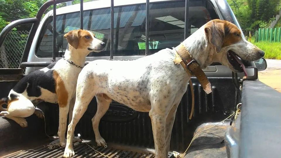 De volta para casa. Não a mesma casa, mas pelo menos para a mesma família. Cinco cães puderam passar o Natal com seus tutores. Descrição: Dois ca~es, brancos com manchas marrons, aparecem na caçamba de uma camionete que os devolverá para os tutores. A expressão de ambos é de ansiedade. Foto: AOPA