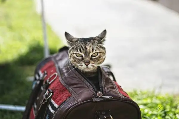 Sou Klocia. Tenho 7 anos. Minhas patas de trás são paralisadas, mas ainda sou um gato.