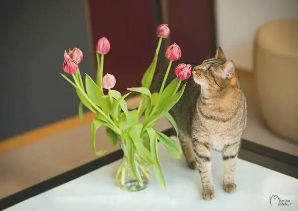 Sou a Zuzia. Tenho dois anos e meio. Não tenho olhos, mas ainda sou uma gata.