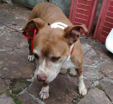 Cadela pit bull encontrada em SP