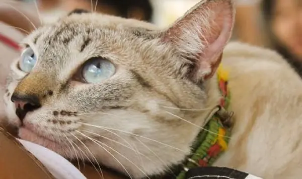 Evento de adoção de animais em Natal (RN)