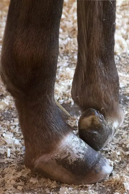 Foto: Woodstock Farm Animal Sanctuary