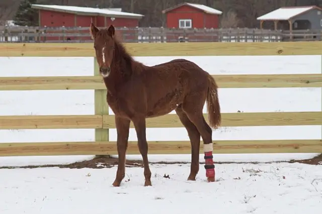 Foto: Woodstock Farm Animal Sanctuary