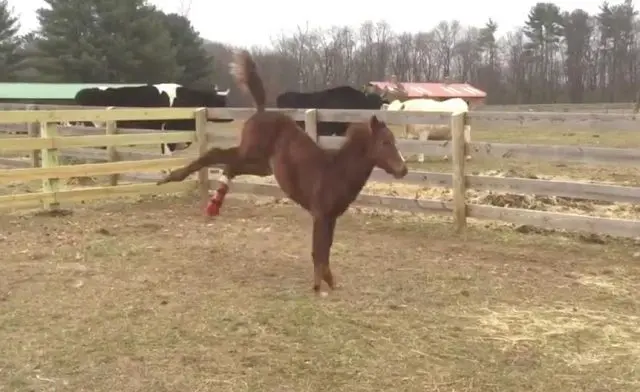 Foto: Woodstock Farm Animal Sanctuary