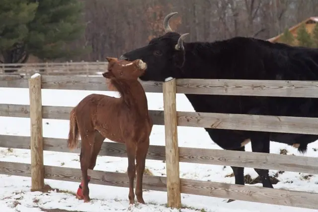 Foto: Woodstock Farm Animal Sanctuary