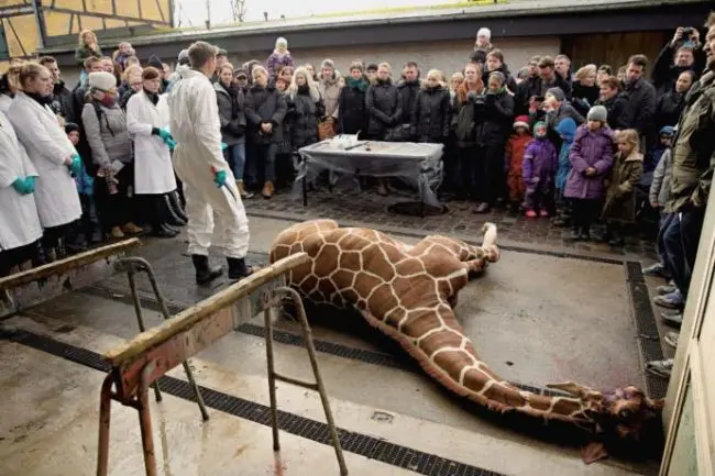 A dissecação de Marius, no Zoo de Copenhagen, em 9 de fevereiro de 2014/ Foto: Peter Hove Olesen