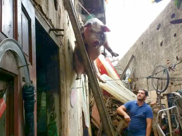 Porca foi retirada da laje com a ajuda de cordas (Foto: Eder Ribeiro/EPTV)