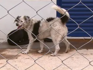 Além da porca, funcionários da prefeitura encontraram cachorros (Foto: Eder Ribeiro/EPTV)