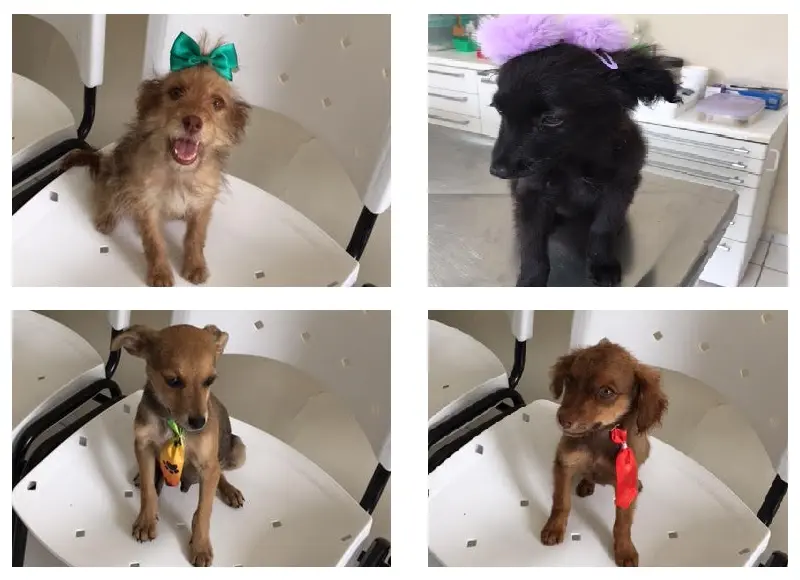 Filhotes de cachorro para adoção