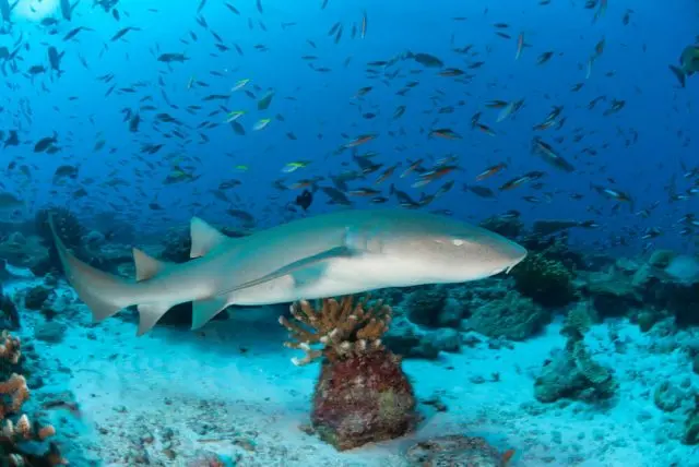 Foto: iStock.com/Rainer von Brandis