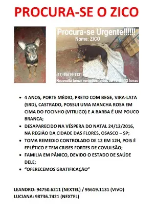 Zico, cão desaparecido