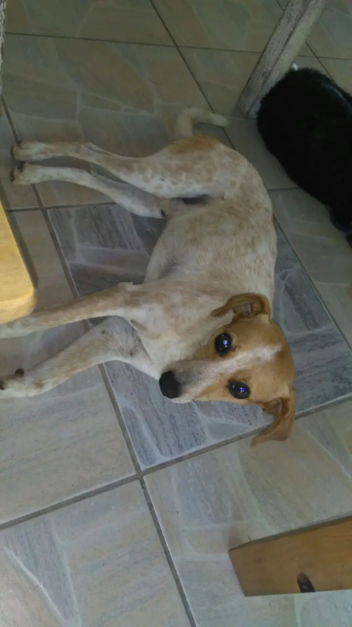cachorro Porto Alegre