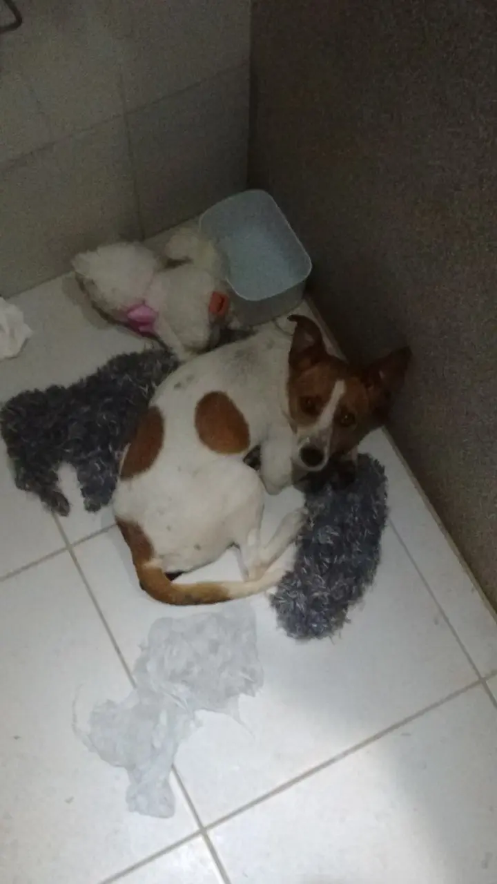 cachorro resgatado em sp