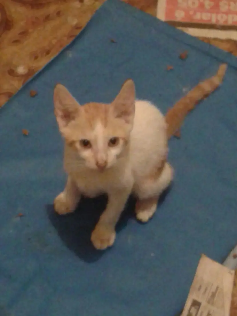 filhote de gato de são gonçalo