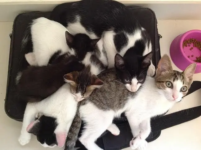 gatos resgatados em sp