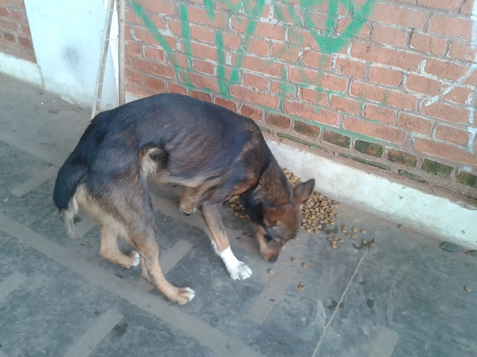 Cadela magra come ração do chão